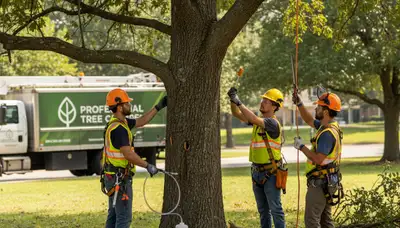 Wilmington, NC arborist treating tree disease with professional tree care equipment