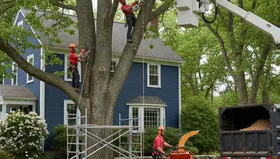 Professional tree service crew in Wilmington, NC providing safe tree removal and trimming