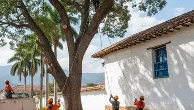 Tree service crew in Wilmington, NC providing safe tree removal and trimming services