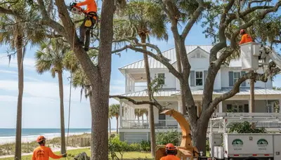 Tree service crew in Wilmington, NC providing professional tree removal and pruning services