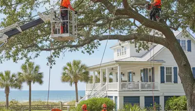 Tree service crew in Wilmington, NC providing professional tree removal and trimming services