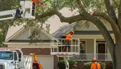 Tree service crew in Wilmington, NC providing professional tree removal and trimming services