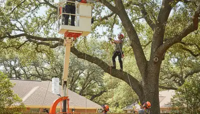 Tree trimming crew serving Wilmington, NC for healthier, safer, storm-ready trees