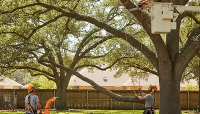 Wilmington, NC tree trimming crew pruning trees for healthier, safer storm-ready growth