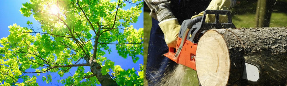 Tree Services Rocky Point