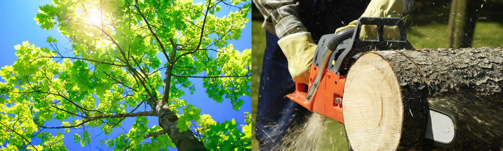 Tree Services Kure Beach